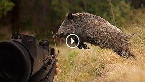 Court métrage de chasse aux gros gibiers 2017