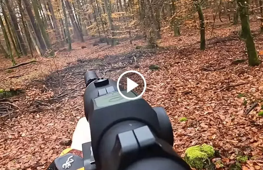 Chasse En Battue Alsace Et Moselle - Blog De Chasseur